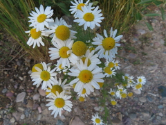 Matricaria chamomilla