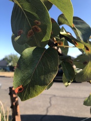 Gymnosporangium sabinae