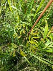 Cicuta maculata victorinii