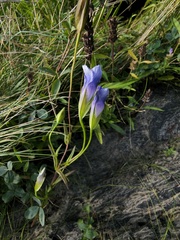 Gentianopsis victorinii