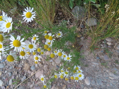 Matricaria chamomilla