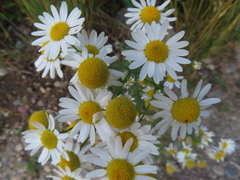 Matricaria chamomilla