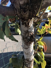 Gymnosporangium sabinae