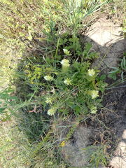 Melampyrum argyrocomum