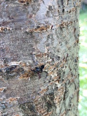 Delphinia picta