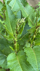 Rumex obtusifolius