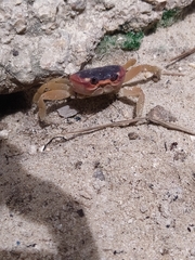 Gecarcinus lateralis