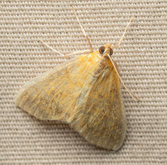 Pyraustini