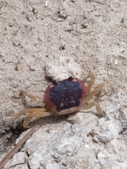 Gecarcinus lateralis