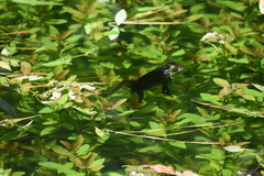 Lithobates catesbeianus