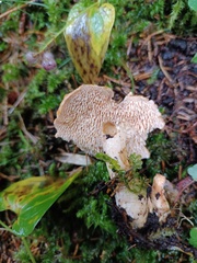Hydnum rufescens