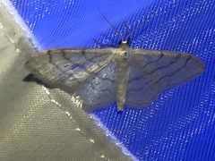 Idaea aversata