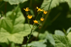Senecio integerrimus