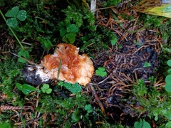 Hydnum rufescens