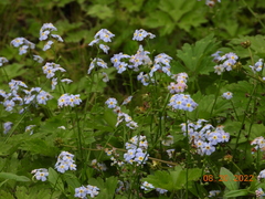 Myosotis