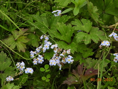Myosotis