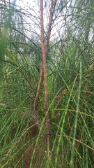 Casuarinaceae