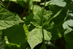 Senecio integerrimus
