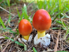Amanita jacksonii