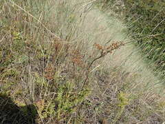 Filipendula vulgaris