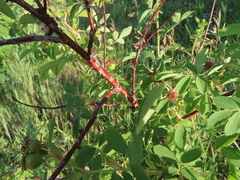 Rosa woodsii