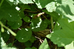 Senecio integerrimus