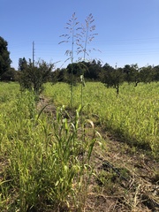 Sorghum