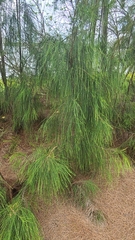 Casuarinaceae