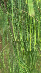 Casuarinaceae