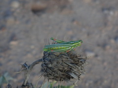 Hesperotettix viridis