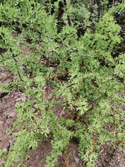 Forestiera