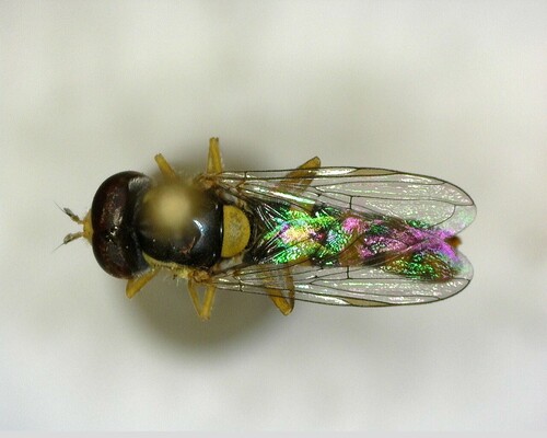 iNaturalist observation photo of Forked Globetail
