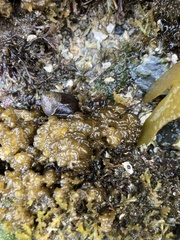 Leathesia marina