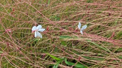 Oenothera lindheimeri