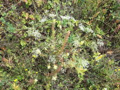 Falcaria vulgaris