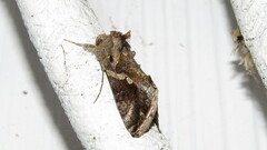 Autographa precationis