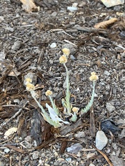 Pseudognaphalium stramineum