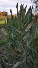 Asclepias notha