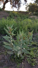 Asclepias notha
