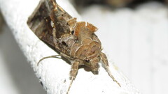 Autographa precationis