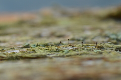 Chaenotheca trichialis