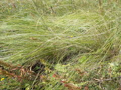 Stipa
