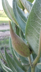 Asclepias notha