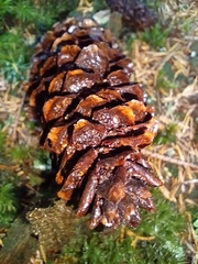 Pucciniastrum areolatum