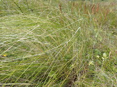 Stipa