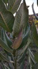 Asclepias notha