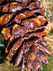 Pucciniastrum areolatum