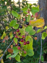 Rhamnaceae