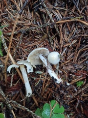 Inocybe geophylla