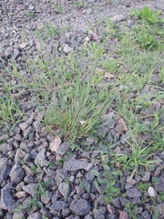 Poa compressa